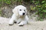 GOLDEN RETRIEVER 773